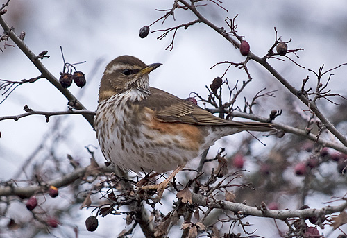 Turdus iliacus